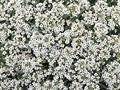 Alyssum spp.